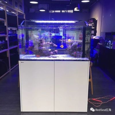 紅海魚缸reefer和max都是以色列高品質(zhì)珊瑚礁巖系統(tǒng)：紅海魚缸reefer和max各有特色