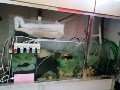 龍魚鱗片脫落后的護理方法，，龍魚鱗片脫落會復發嗎