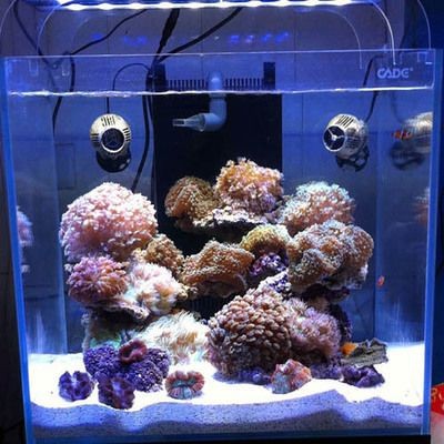 適合在海水魚缸中飼養的魚種：海水魚缸養護需要一定的知識和經驗和經驗和經驗和經驗