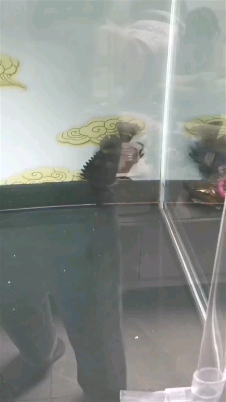虎魚倒立吸缸底游 呼吸急促