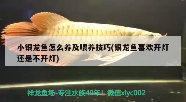 龍魚外寄一般多久會惡化，如何判斷龍魚外寄是否惡化？ 龍魚外寄一般多久會惡化，如何判斷龍魚外寄是否惡化？ 龍魚百科 第2張