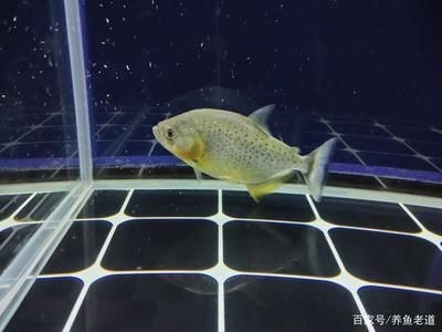 溫州市<strong><mark>鹿城</mark></strong>區(qū)站前錦江花卉水族館（溫州錦江路）