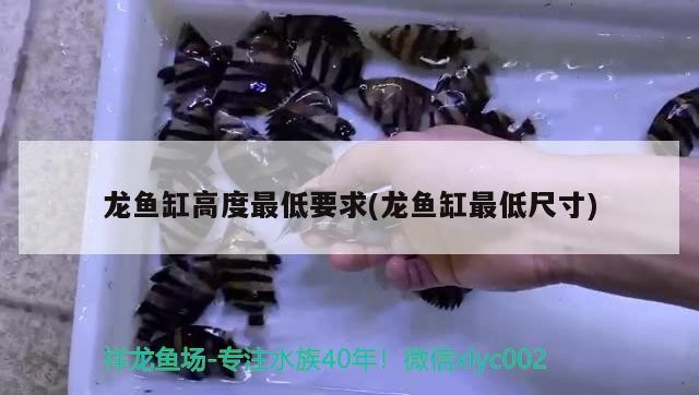 銀龍魚怎么能養好(銀龍魚的養法和注意事項)