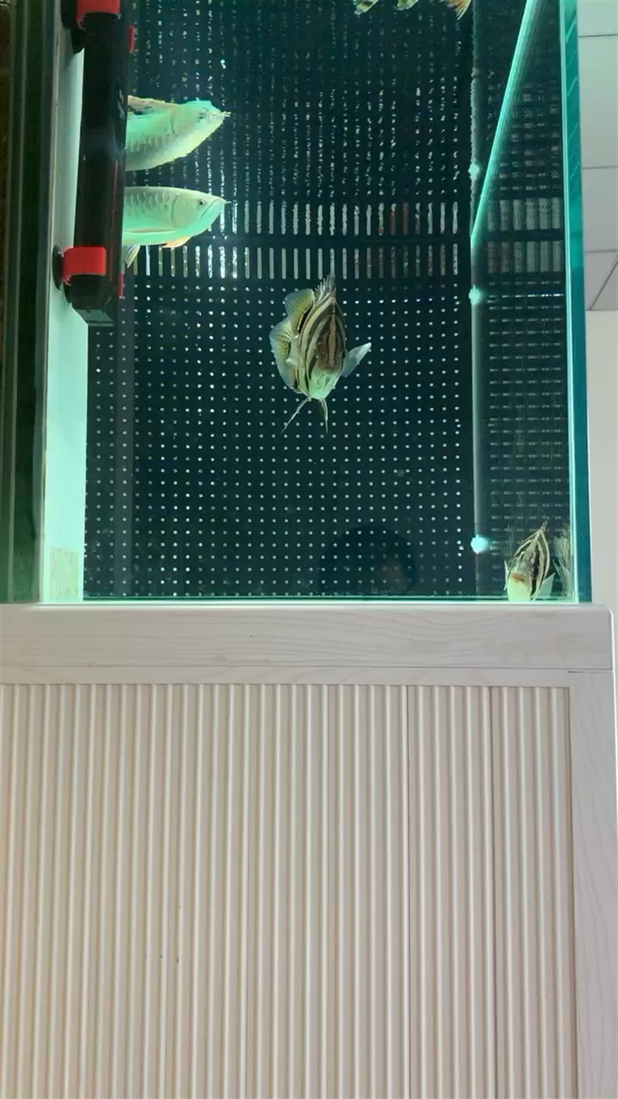 龍魚外寄一般多久會惡化，如何判斷龍魚外寄是否惡化？ 龍魚外寄一般多久會惡化，如何判斷龍魚外寄是否惡化？ 龍魚百科 第1張