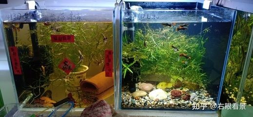 南美魚缸怎么選？：南美原生水草介紹南美風格魚缸養護技巧養護技巧