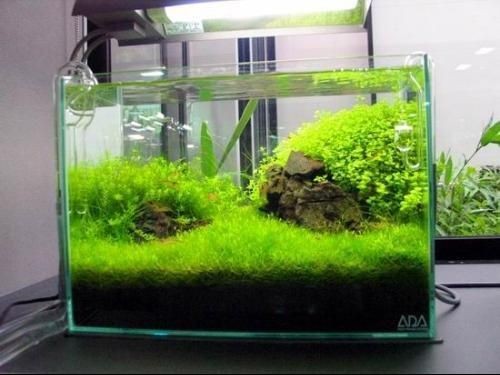 40厘米魚(yú)缸圖片：40厘米魚(yú)缸的圖片及相關(guān)信息：40厘米魚(yú)缸尺寸選擇技巧