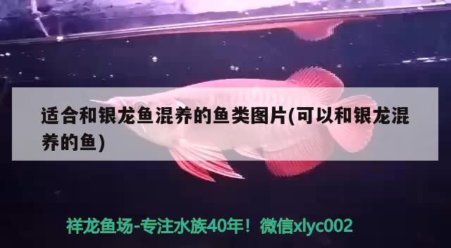 適合和銀龍魚混養的魚類圖片(可以和銀龍混養的魚)