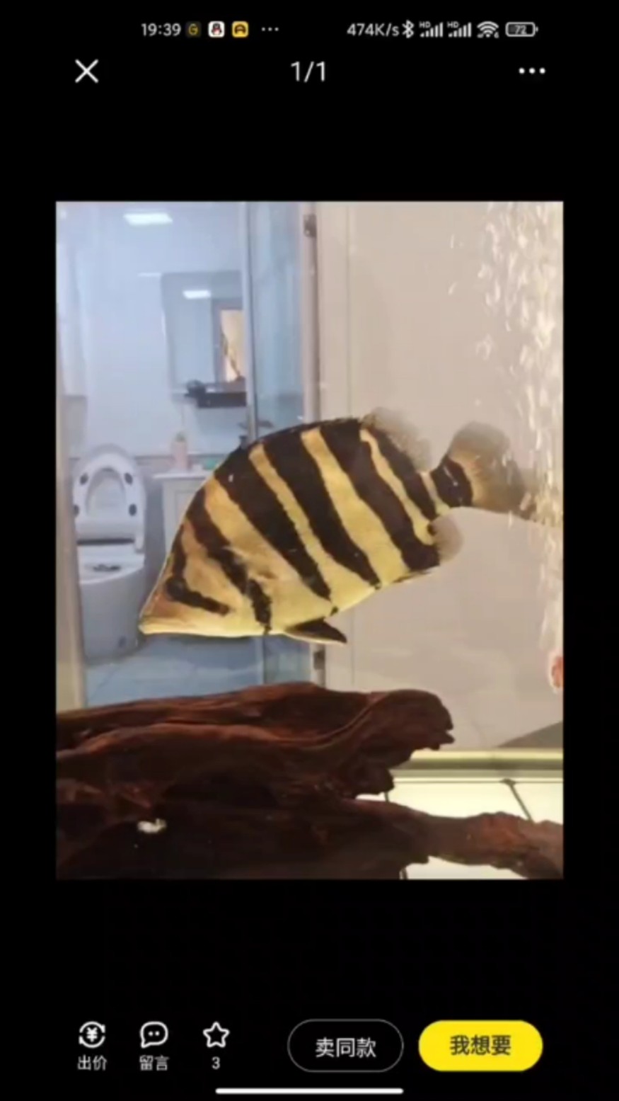 虎魚 看一下 虎魚 看一下 虎魚百科 第1張