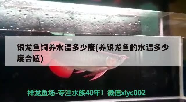銀龍魚飼養(yǎng)水溫多少度(養(yǎng)銀龍魚的水溫多少度合適)