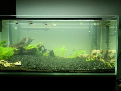 黑金沙魚缸造景的優(yōu)缺點：在使用黑金沙進行魚缸造景：黑金沙與魚缸造景的優(yōu)缺點：黑金沙魚缸造景的優(yōu)缺點