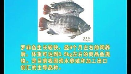 淡水魚魚缸養殖技術：淡水魚養殖技術