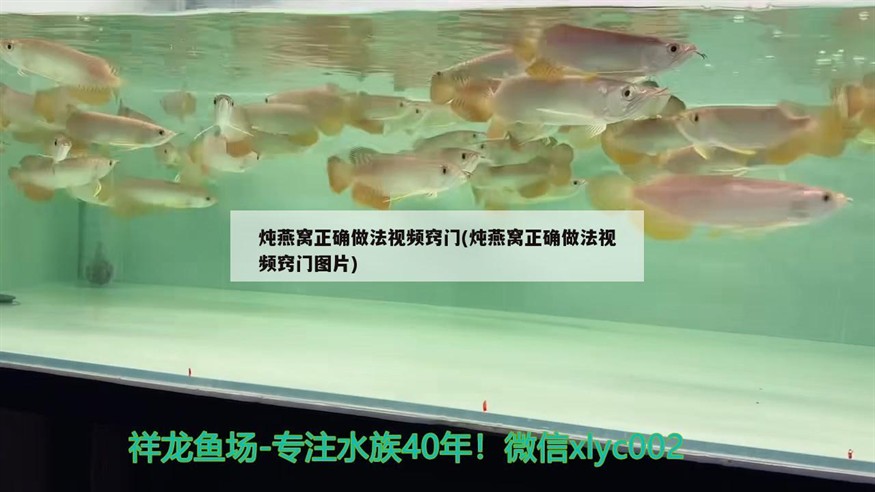虎魚嘴巴抖動不停