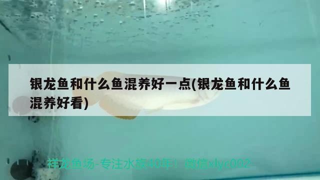 觀賞魚 銀龍魚和什么魚混養好一點(銀龍魚和什么魚混養好看) 銀龍魚百科 銀龍魚和什么魚混養好一點(銀龍魚和什么魚混養好看) 銀龍魚和什么魚混養好一點(銀龍魚和什么魚混養好看) 銀龍魚百科