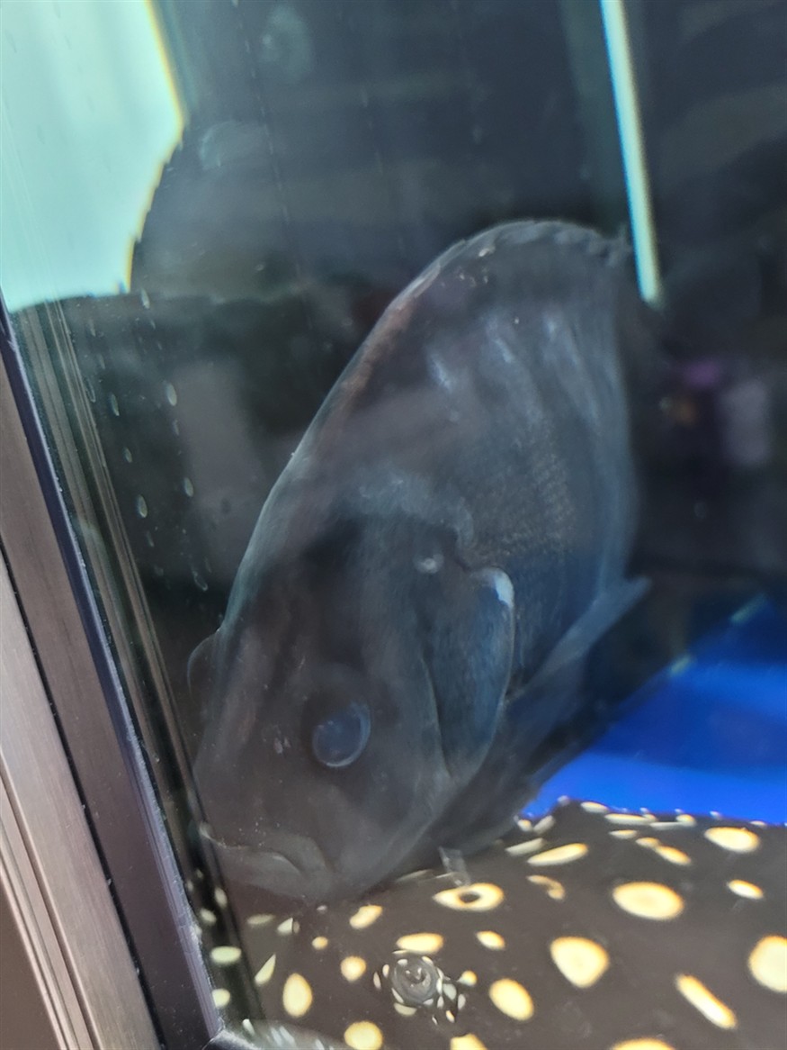 虎魚不活躍食欲不佳蹭缸