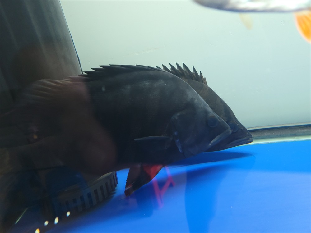 虎魚不活躍食欲不佳蹭缸
