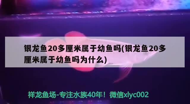龍魚干蝦有營養嗎 銀龍魚20多厘米屬于幼魚嗎(銀龍魚20多厘米屬于幼魚嗎為什么) 銀龍魚百科 銀龍魚20多厘米屬于幼魚嗎(銀龍魚20多厘米屬于幼魚嗎為什么) 銀龍魚20多厘米屬于幼魚嗎(銀龍魚20多厘米屬于幼魚嗎為什么) 銀龍魚百科