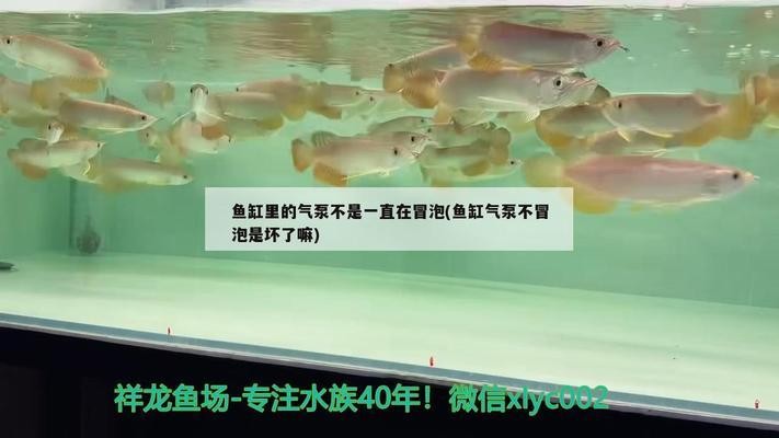隴西縣海魂水族館（隴西縣海魂水族館 隴西縣海魂水族館（隴西縣海魂水族館 全國(guó)水族館企業(yè)名錄 第1張