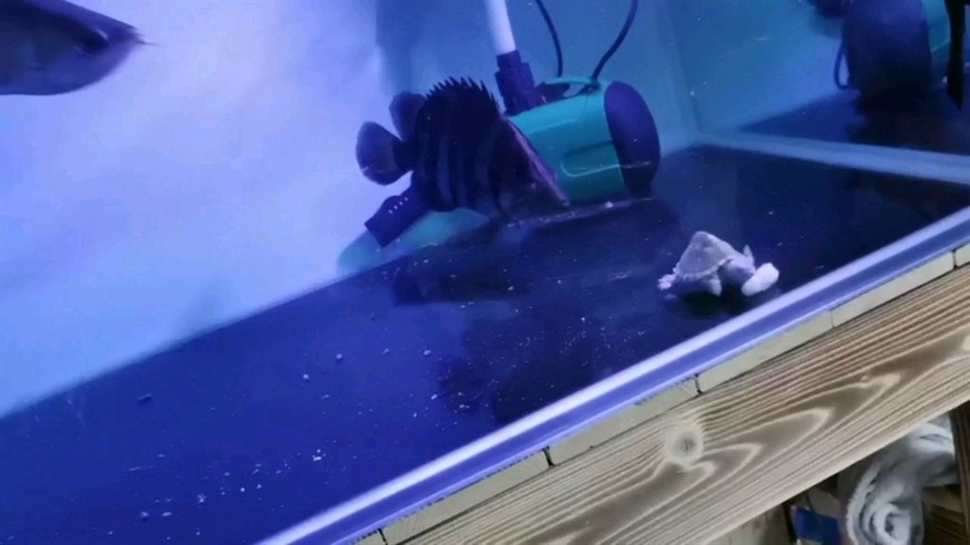 你說虎魚怎么這么能吃
