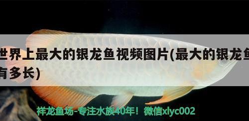 銀龍魚苗 世界上最大的銀龍魚視頻圖片(最大的銀龍魚有多長) 銀龍魚百科 世界上最大的銀龍魚視頻圖片(最大的銀龍魚有多長) 世界上最大的銀龍魚視頻圖片(最大的銀龍魚有多長) 銀龍魚百科