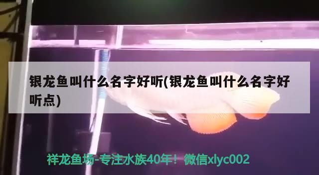 銀龍魚叫什么名字好聽(銀龍魚叫什么名字好聽點(diǎn)) 銀龍魚叫什么名字好聽(銀龍魚叫什么名字好聽點(diǎn)) 銀龍魚百科