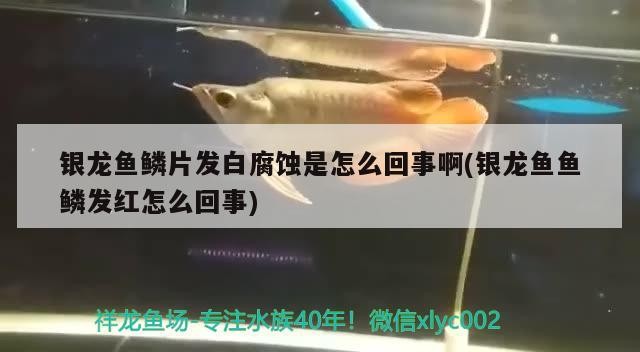 銀龍魚鱗片發白腐蝕是怎么回事啊(銀龍魚魚鱗發紅怎么回事)