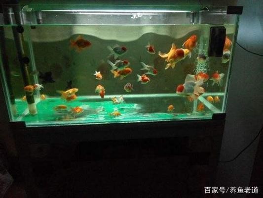 金川區欣永緣水族館（金川區欣永緣水族館
