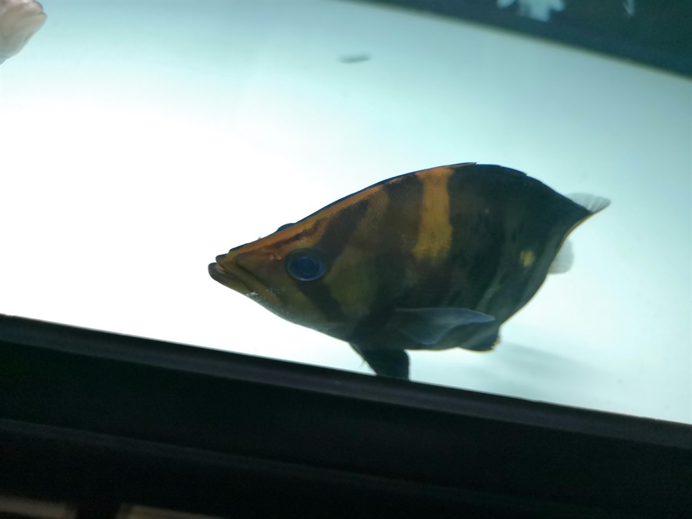 虎魚這種魚眼還有救嗎？