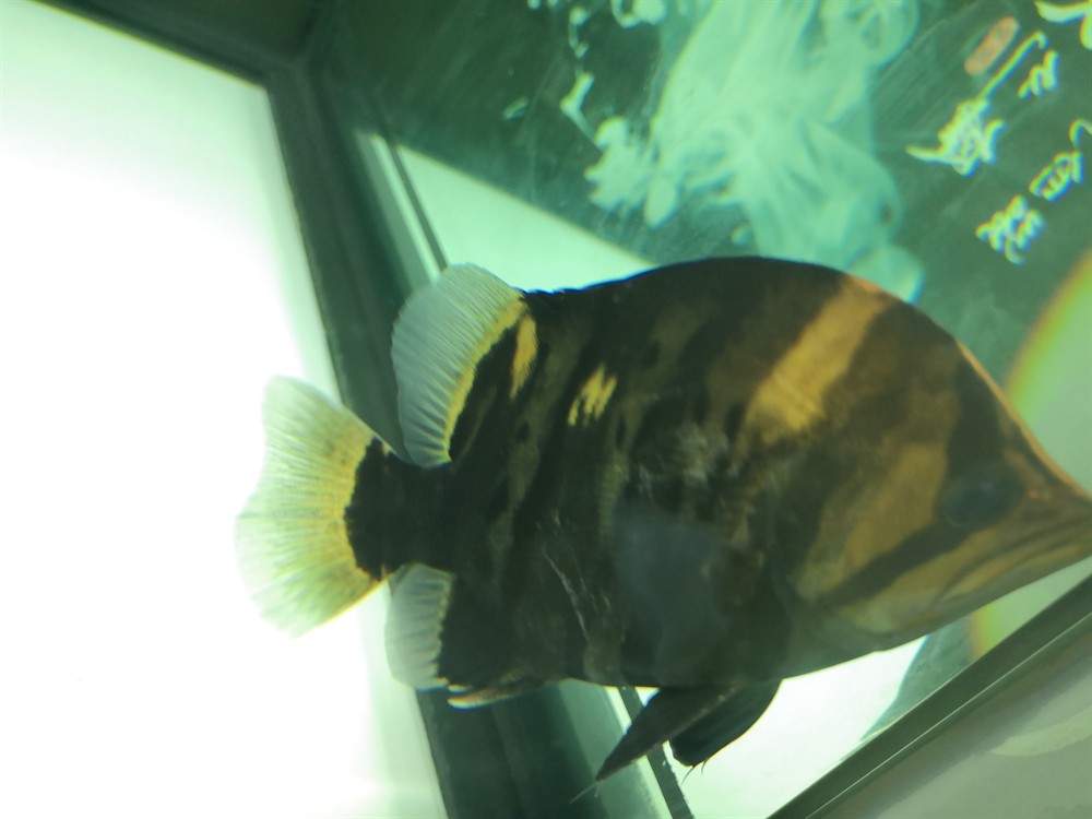 虎魚這種魚眼還有救嗎？