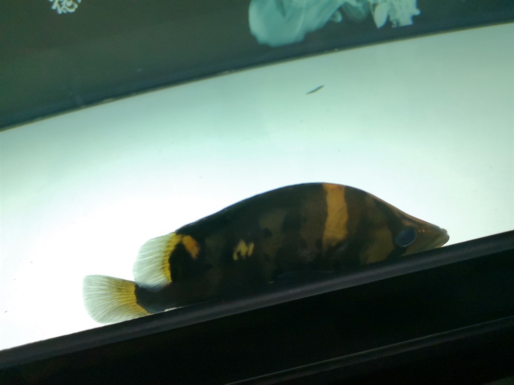 虎魚這種魚眼還有救嗎？
