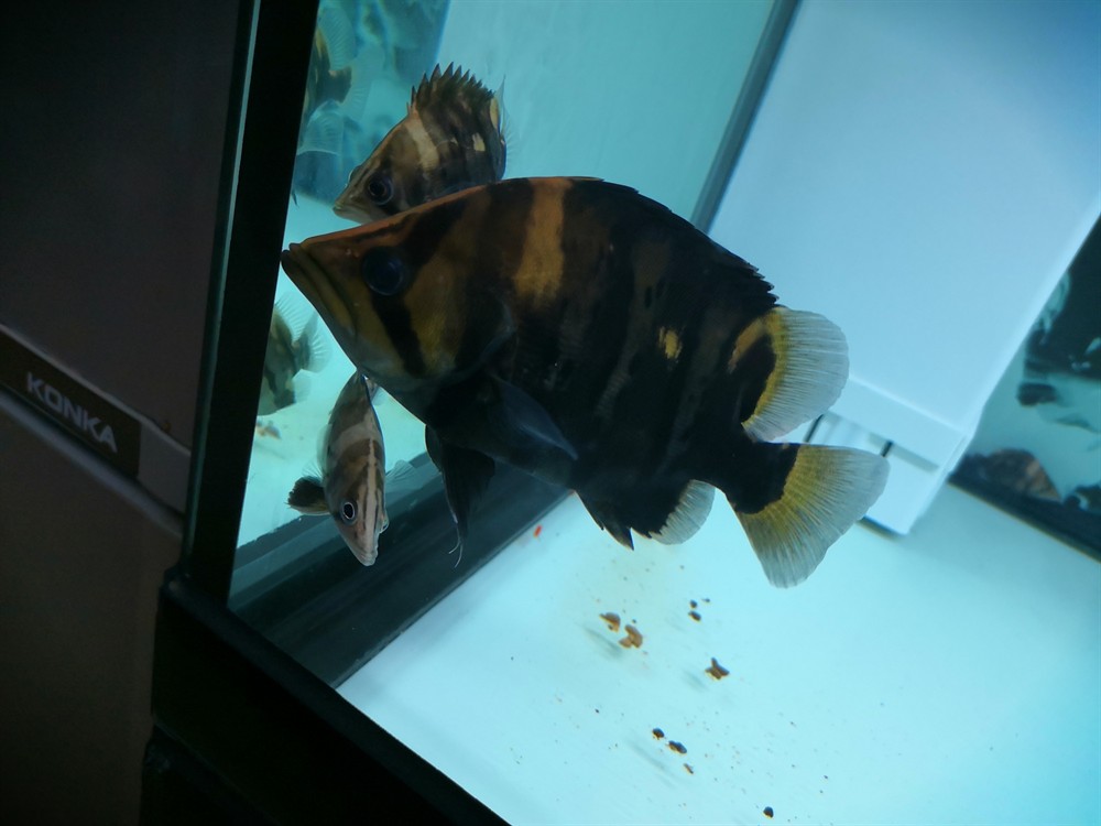 虎魚這種魚眼還有救嗎？