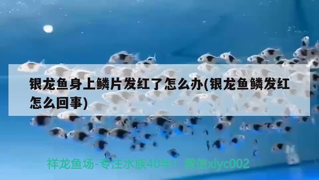 銀龍魚身上鱗片發(fā)紅了怎么辦(銀龍魚鱗發(fā)紅怎么回事)