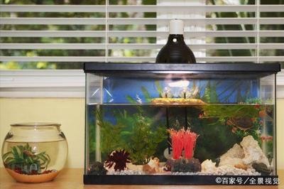 伊寧縣琳美源水族館（伊寧縣琳美源水族館電話）