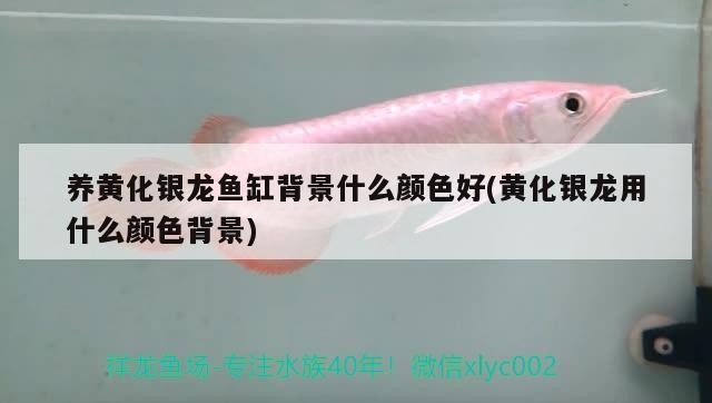 養黃化銀龍魚缸背景什么顏色好(黃化銀龍用什么顏色背景)