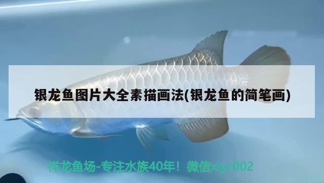 銀龍魚圖片大全素描畫法(銀龍魚的簡筆畫)