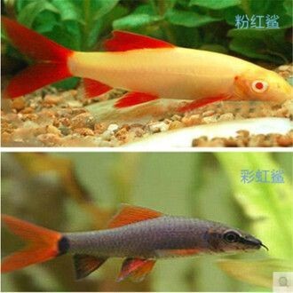 龍魚的胡須有什么用處 龍魚的胡須有什么用處 龍魚百科 第1張