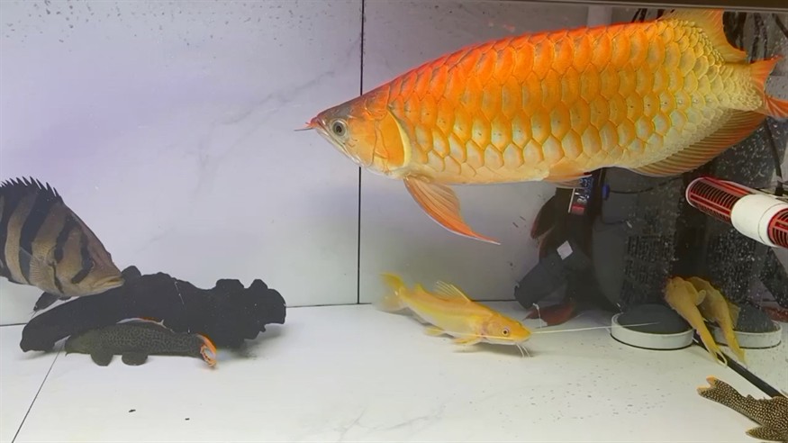 虎魚吃的肚子鼓起來了