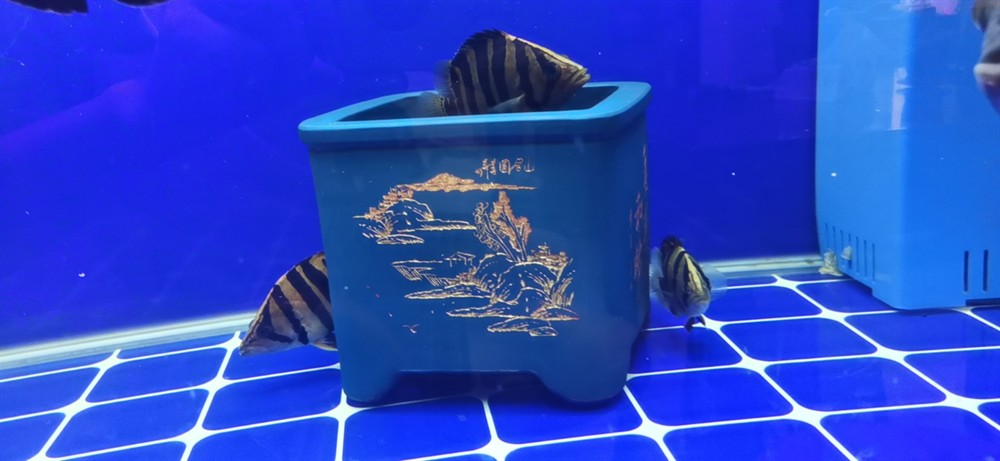 大家平時喂什么給虎魚吃？