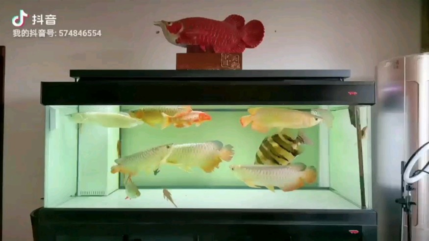 龍虎鯉群養(yǎng)缸、魚勇