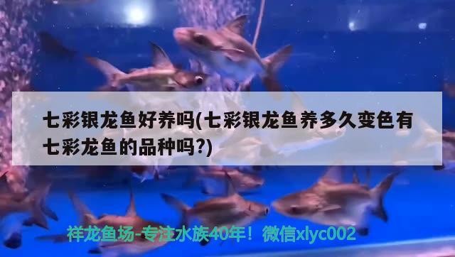 七彩銀龍魚好養嗎(七彩銀龍魚養多久變色有七彩龍魚的品種嗎?)