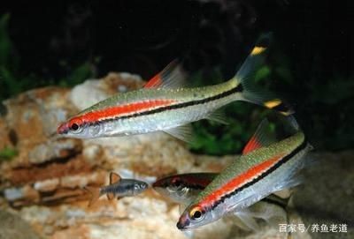 魚缸溢流設計的重要性：底濾魚缸水泵斷電后水回流怎么辦 魚缸溢流設計的重要性：底濾魚缸水泵斷電后水回流怎么辦 魚缸百科 第1張