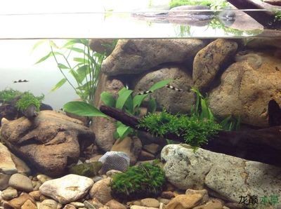 鵝卵石魚(yú)缸造景：鵝卵石在魚(yú)缸造景中發(fā)揮著重要的作用與搭配技巧