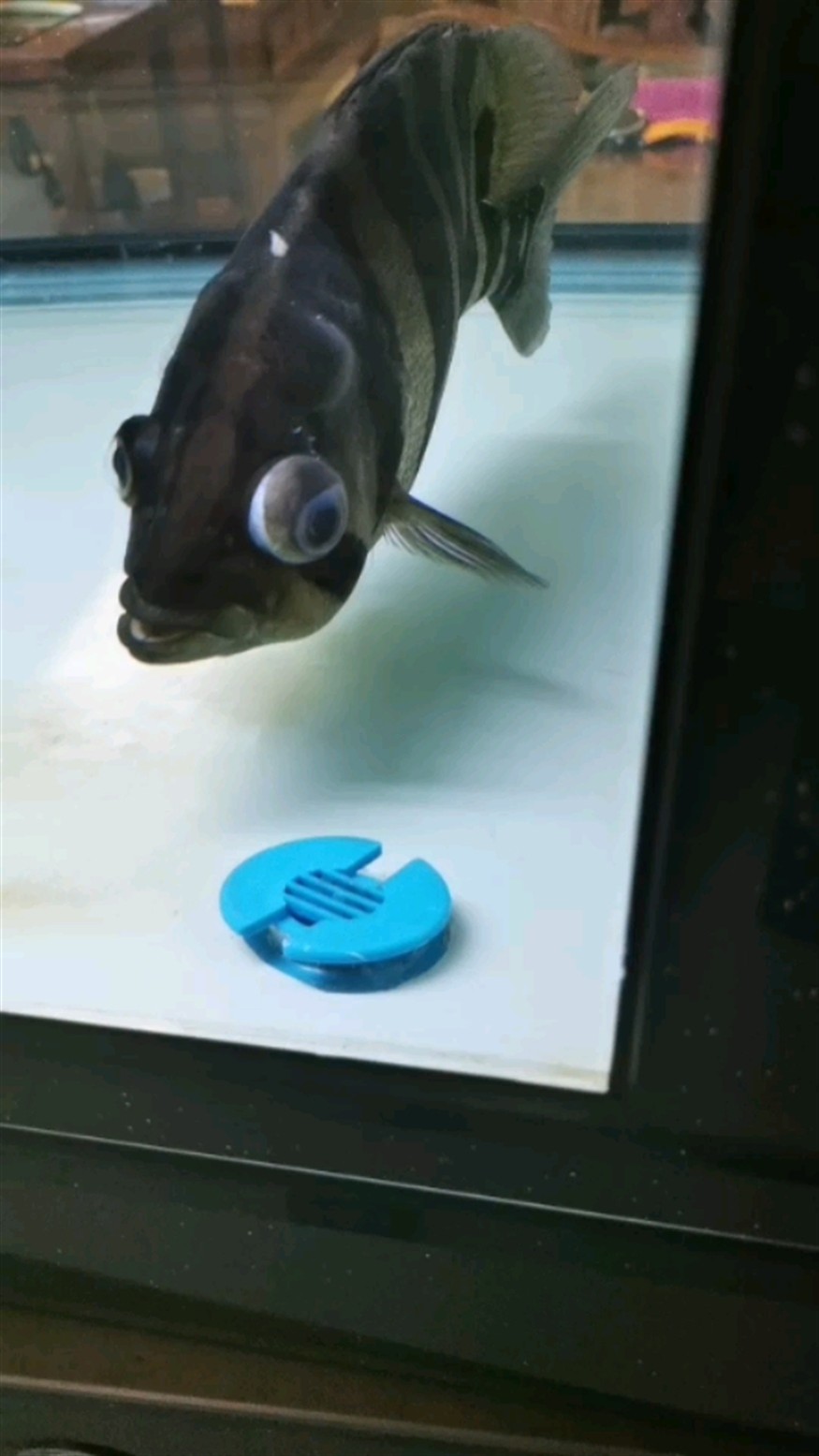 這虎魚咋整了？還有的救嗎？
