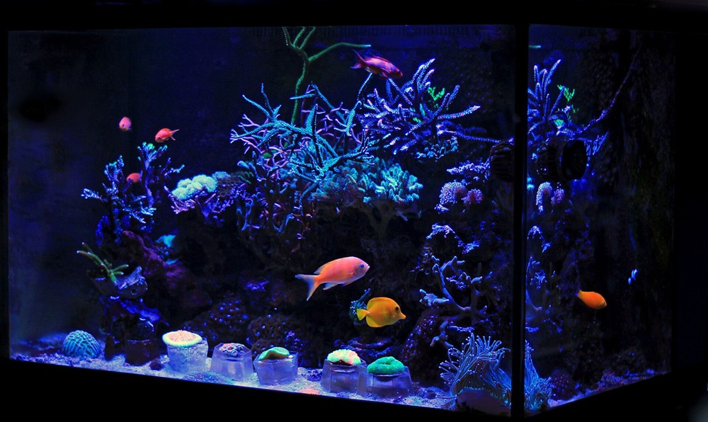 魚缸背景設(shè)計(jì)的藝術(shù)：如何選擇魚缸背景圖