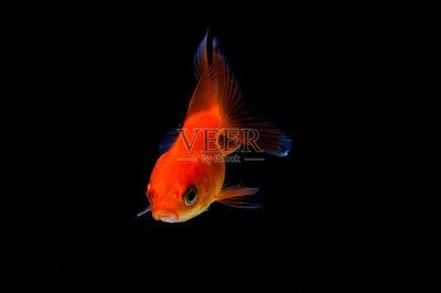 魚缸背景設(shè)計(jì)的藝術(shù)：如何選擇魚缸背景圖