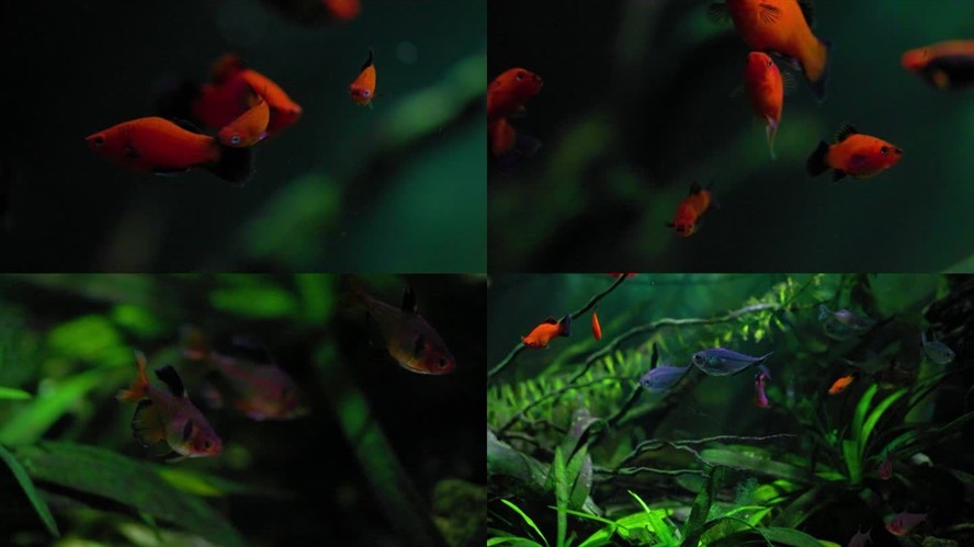 魚缸背景設(shè)計(jì)的藝術(shù)：如何選擇魚缸背景圖