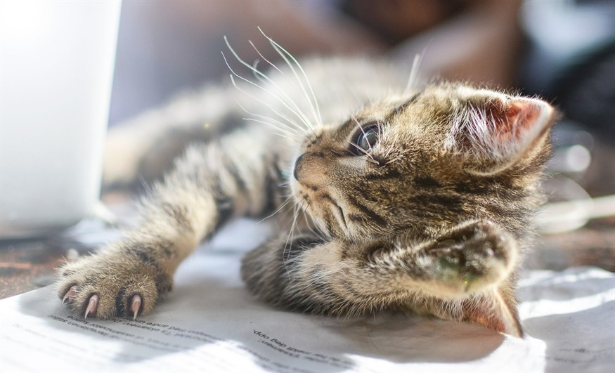 我家虎魚的黑斑變成灰色求解