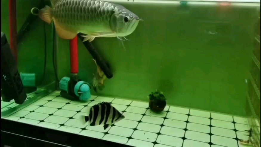 撿飼料的虎魚