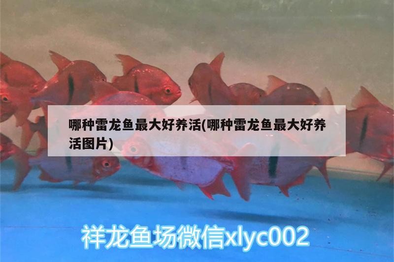 撿飼料的虎魚