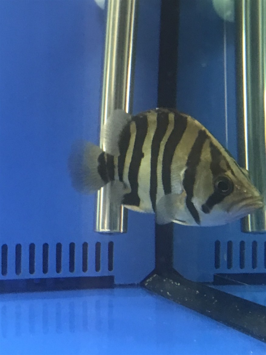 虎魚鼻子上有個白色的小包是什么東西