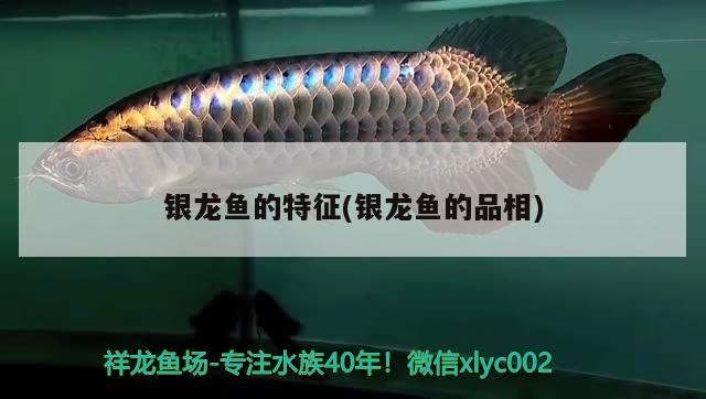 銀龍魚(yú)的特征(銀龍魚(yú)的品相)
